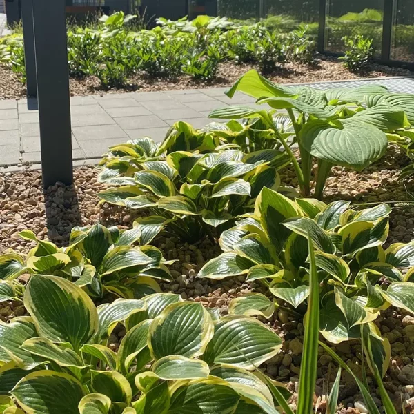 madalinskiego-wroclaw (2)