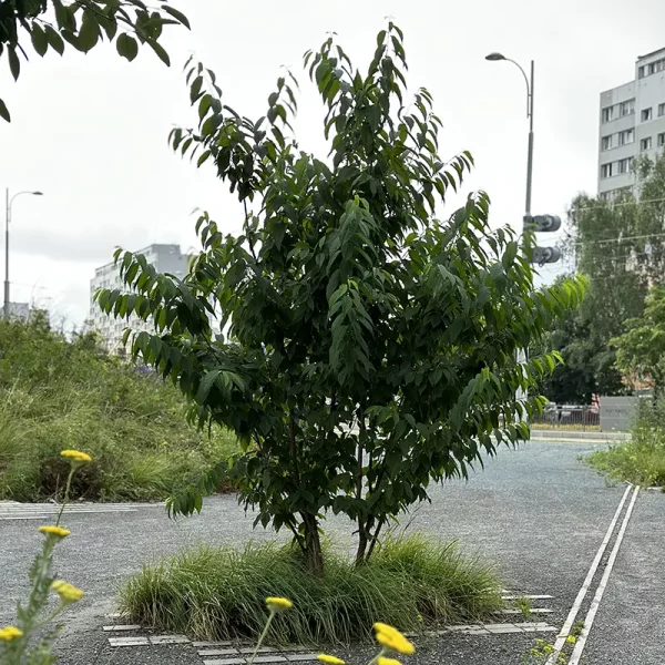 popopark_wroclaw (4)